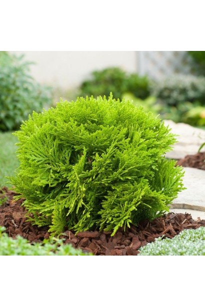 Туя западная Мириам 